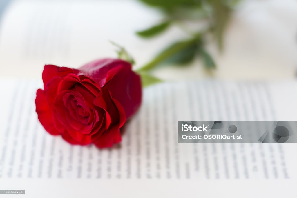 Rote rose auf dem offenen Buch - Lizenzfrei Atlantikinseln Stock-Foto