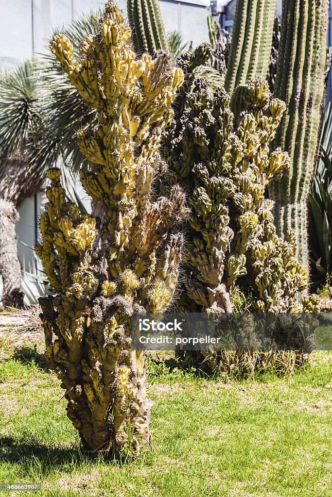 Cereus monstruosus a tall and big Cereus monstruosus cactus in a garden Bizarre Stock Photo