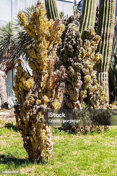 Cereus Monstruosus Stock Photo - Download Image Now - Bizarre, Botany, Cactus