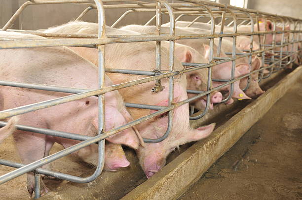 istock The farm pigs 488663968