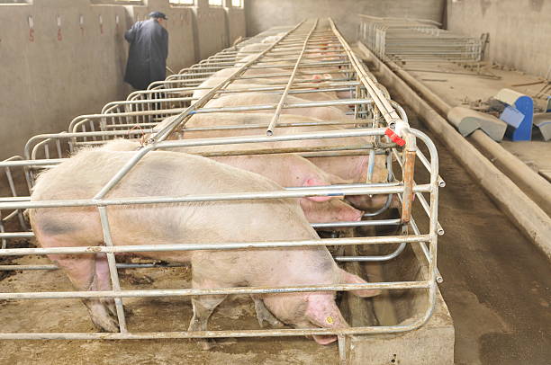 những con lợn trang trại - detailed analysis of pig farming profits hình ảnh sẵn có, bức ảnh & hình ảnh trả phí bản quyền một lần