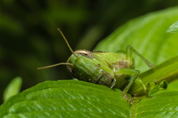 istock Close up Grasshopper on grass in green nature,Macro view 488664906