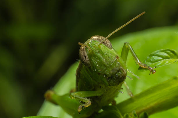 istock Close up Grasshopper on grass in green nature,Macro view 488664926