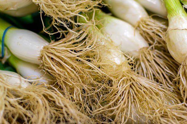 istock Closeup of Spring Onion Roots and Stems 488665594