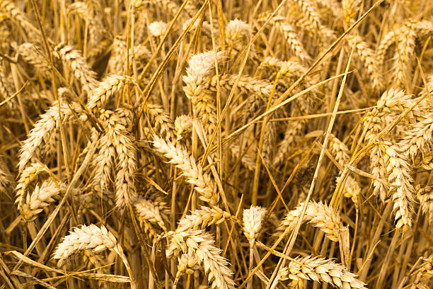 istock Closeup of Ripe Golden Grain 488665950