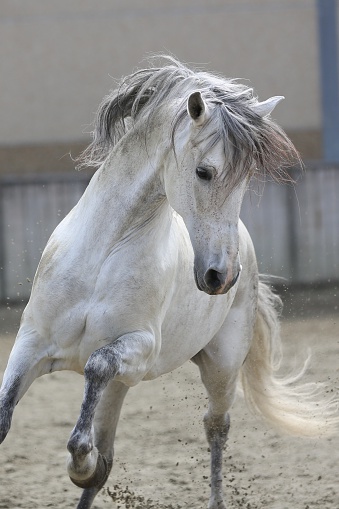 Beautiful Spanish horse, cantering towards you, mane and tail waving in the wind. The gray stallion loves to run in the sand.
