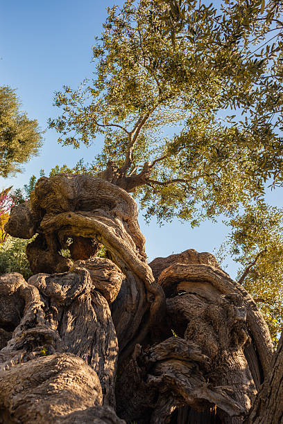 millenary olive tree detail of a very twisted and intricate tree trunk gnarly wood texture stock pictures, royalty-free photos & images