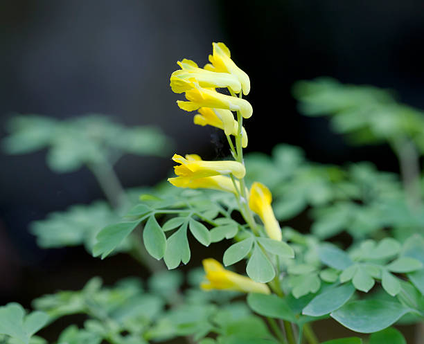 Yellow Corydalis (C. lutea) Short to medium densely tufted, rather greyish-green perennial. Leaves 2-3 pinnate with narrow-oblong divisions. Flowers golden-yellow, 12-20mm, 6-16 in racemes opposite the upper leaves. Fruit pendent, with a deciduous style. corydalis lutea stock pictures, royalty-free photos & images