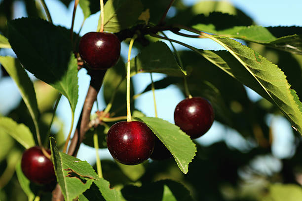istock cherry berry on the bush 488666682