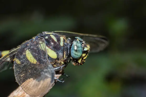 Photo of Beautiful macro dragonfly,dragonfly,Insects