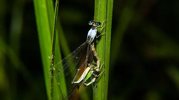 Photo of Beautiful macro dragonfly,dragonfly,Insects