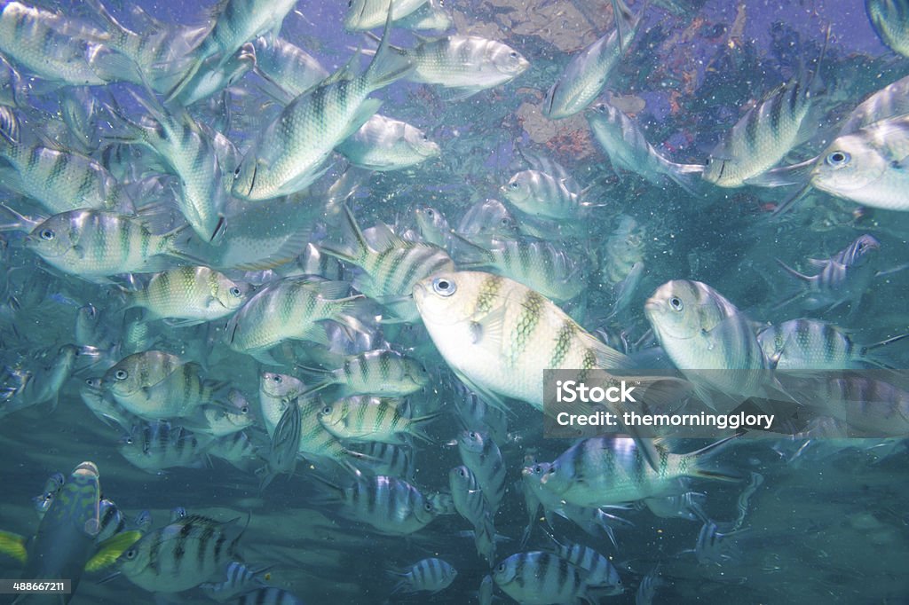 School of Indo-Pacific sergeants in deep sea School of Indo-Pacific sergeants in deep sea, crystal clear water Animal Wildlife Stock Photo