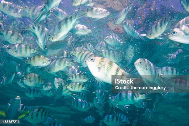 School Of Indopacific Sergeants In Deep Sea Stock Photo - Download Image Now - Animal Wildlife, Blue, Dahab