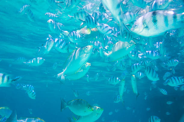 istock School of Indo-Pacific sergeants in deep sea 488667213