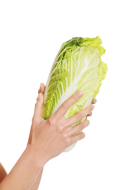 istock Fresh green iceberg lettuce in woman's hand. 488667655