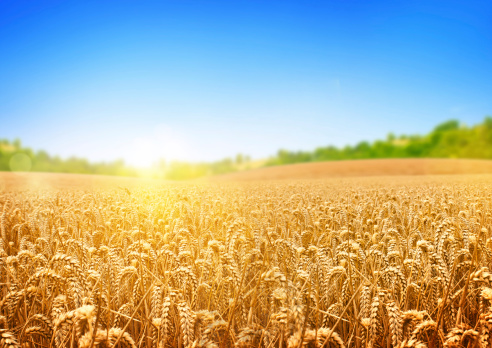 A wheat field, fresh crop of wheat.