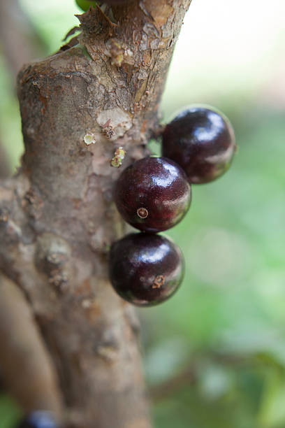 istock The jabuticabeira fruit 488668419