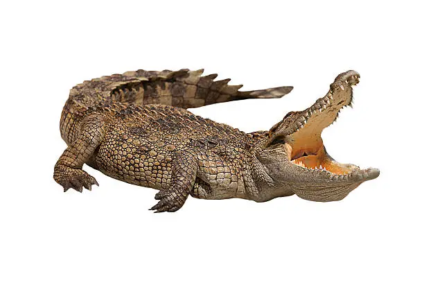 Photo of crocodile