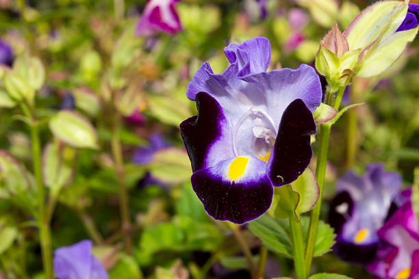 istock Violet Flower Torenia 488668835
