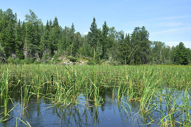 wild rice wachsenden - canada rice stock-fotos und bilder