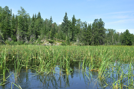 wild rice growing wild in a Canadian lake