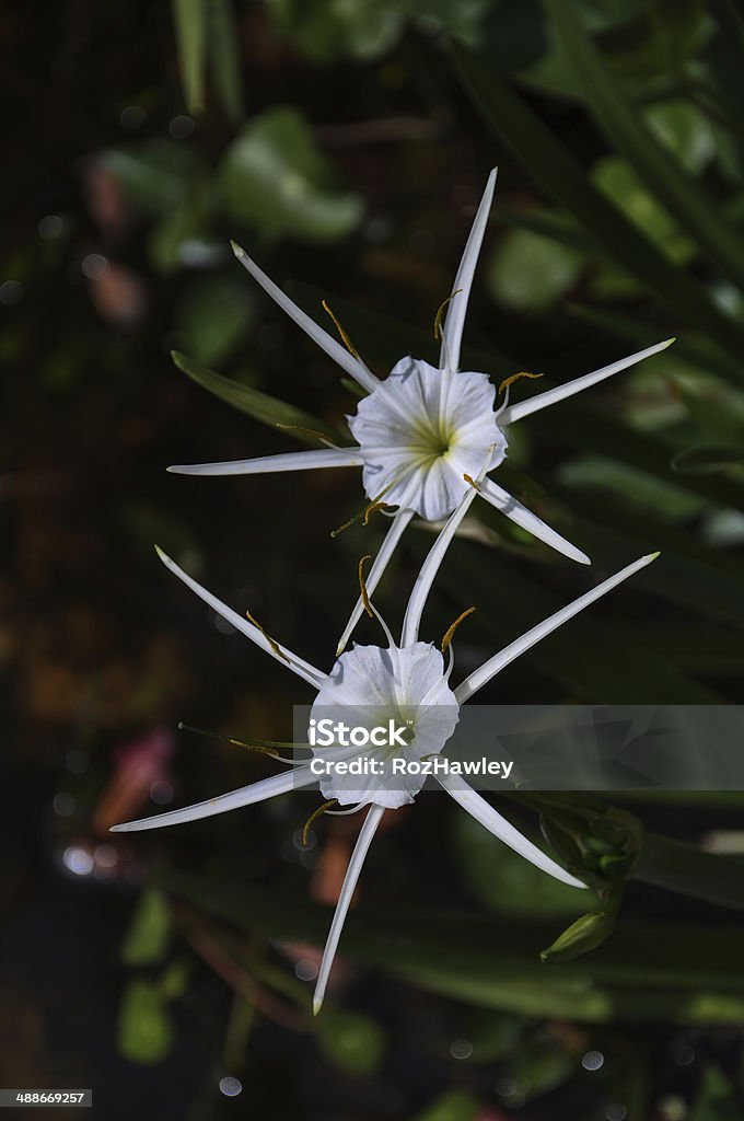 Estrella Blanca Flor Foto de stock y más banco de imágenes de Blanco - Color - Blanco - Color, Botánica, Estrella de Belén - Flor Templada - iStock Estrella Blanca Flor Foto de stock y más banco de imágenes de Blanco - Color - Blanco - Color, Botánica, Estrella de Belén - Flor Templada - iStock