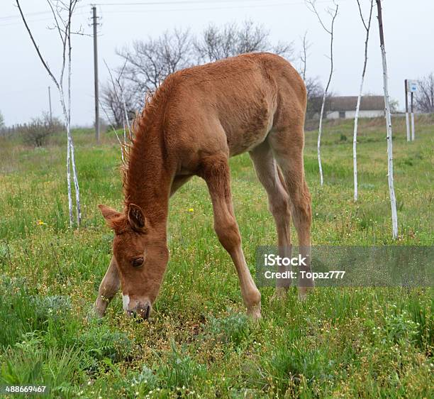 망아지 말 0명에 대한 스톡 사진 및 기타 이미지 - 0명, Falabella Horse, 가축