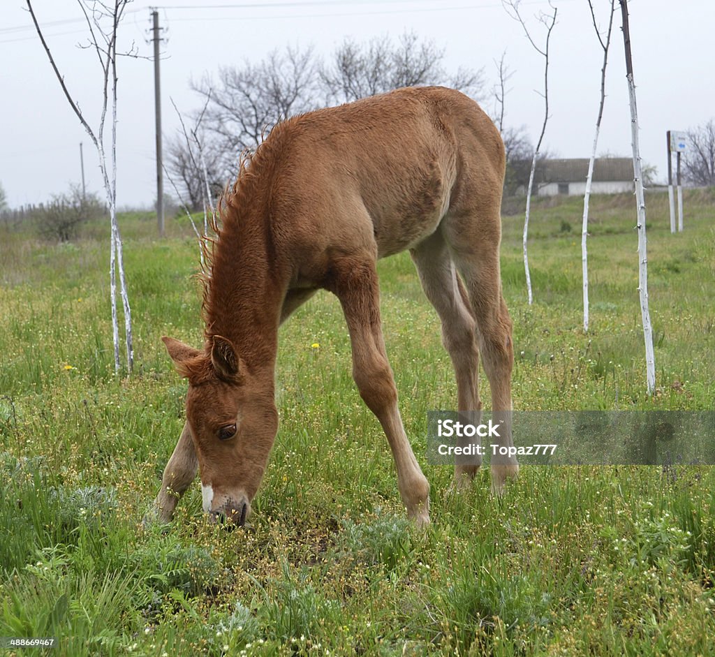 Жеребёнок лошадь - Стоковые фото Falabella Horse роялти-фри