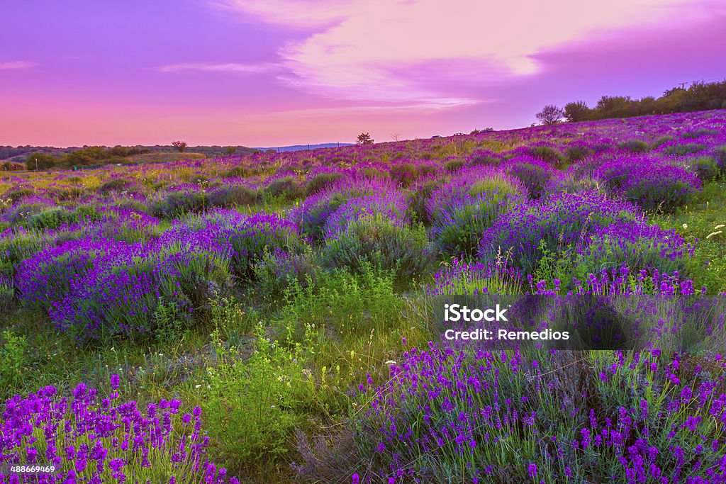 Lavender field in summer Sunset over a summer lavender field in Tihany, Hungary- This photo make HDR shot Lavender - Plant Stock Photo