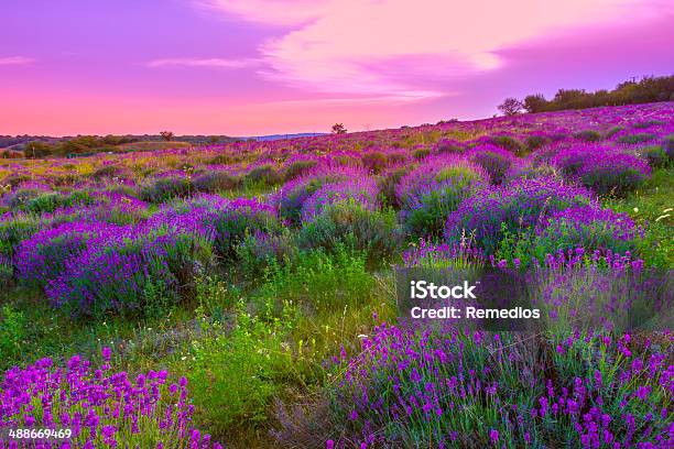 Lavender Field In Summer Stock Photo - Download Image Now - Lavender - Plant, Close-up, Flower