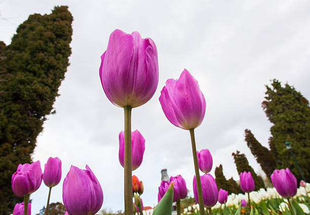 Purple Tulips stock photo