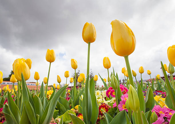 Tulips stock photo