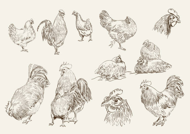 chicken breeding. collection of vector designs on a white background