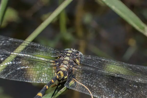 Photo of Beautiful macro dragonfly,dragonfly,Insects