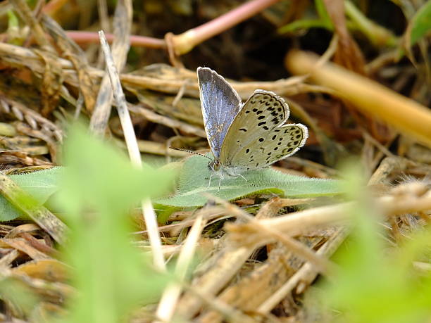 istock little butterfly on the ground #5 488673136