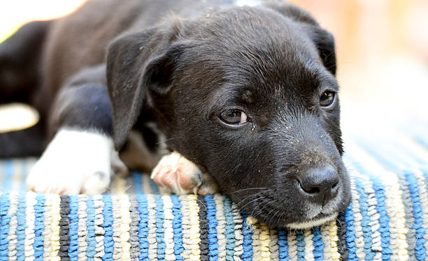 istock Cute puppy laying down 488673528