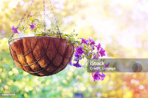 Summertime Beautiful Floral Nature Background Stock Photo - Download Image Now - 2015, Agricultural Field, Aromatherapy