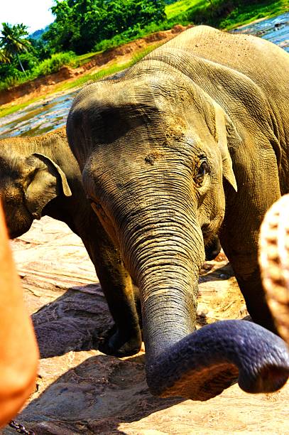 istock Sri Lanka Elephant Baby 488674552