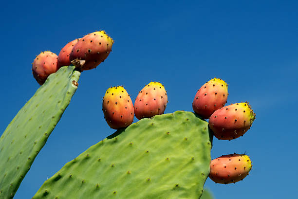 prickly pear mit früchten - prickly pear fruit cactus prickly pear cactus yellow stock-fotos und bilder