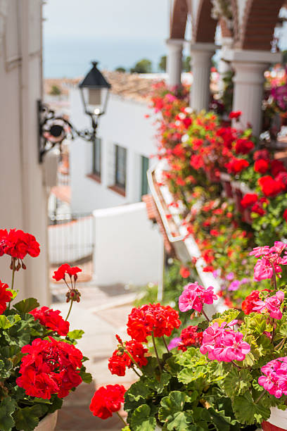 Red flowers in Mijas Red flowers in a typical street of Mijas. In Malaga, Andalusia mijas pueblo stock pictures, royalty-free photos & images
