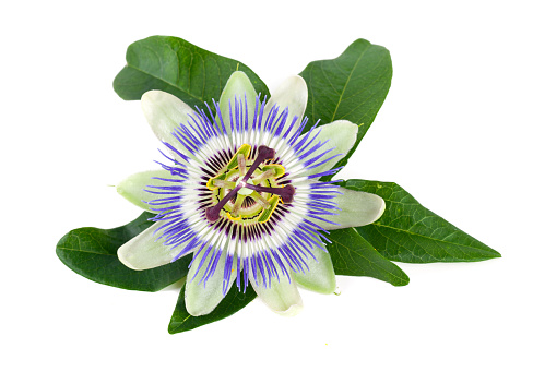 passion flower isolated on white