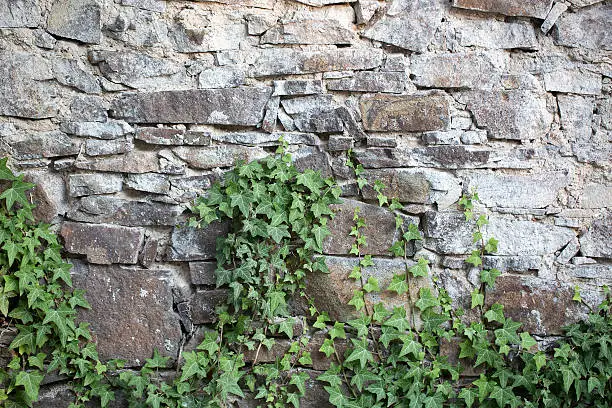 Natural background of lush fresh green beautiful creeper growing on grey wall of stone blocks outdoor copyspace, horizontal picture