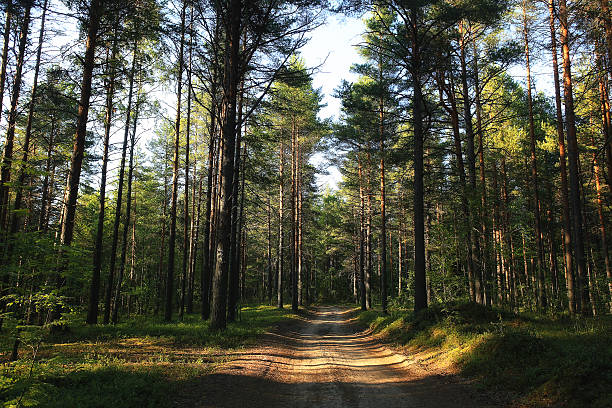 istock forest landscape in summer europe pine 488678900
