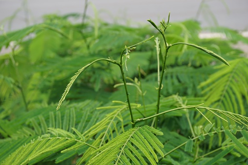 close up of Thai acacia tree in the garden