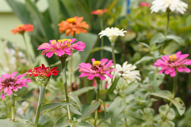 istock Zinnia flower of nature background 488679380