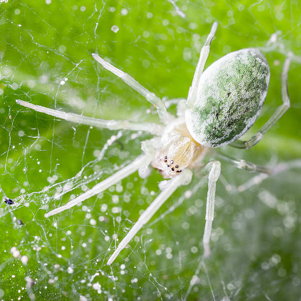 зеленый паук - mesh web spider стоковые фото и изображения