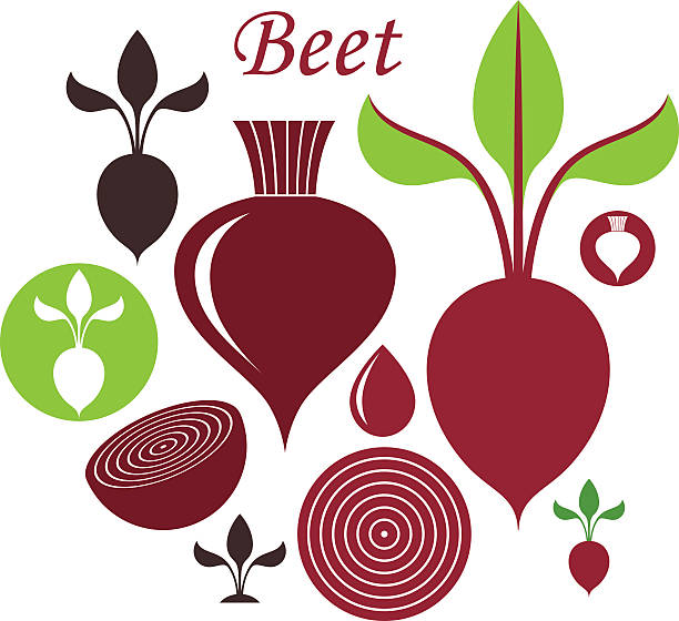 illustrations, cliparts, dessins animés et icônes de betterave - beet common beet isolated sugar beet