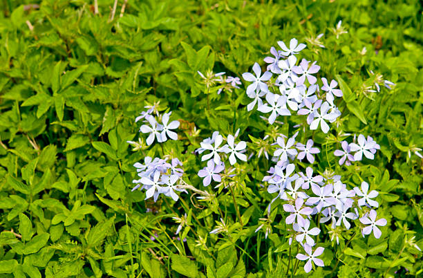 istock meadow of flowers 488687653