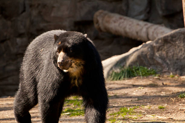 istock Andean bear Tremarctos ornatus 488688067