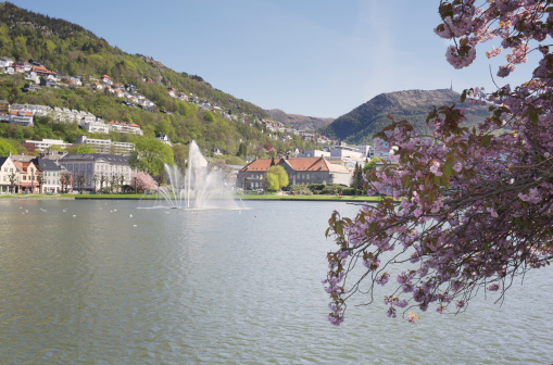 Bergen, Norway - May 2, 2014: Cherry Blossoms at Lake Lille Lungegardsvannet in the center of Bergen in spring. Shops, restaurants, the railway station and public library are seen at the shore. Many residential buildings are seen at the mountainside (of Floien Mountain to the left). The mountain to the right is Ulriken.